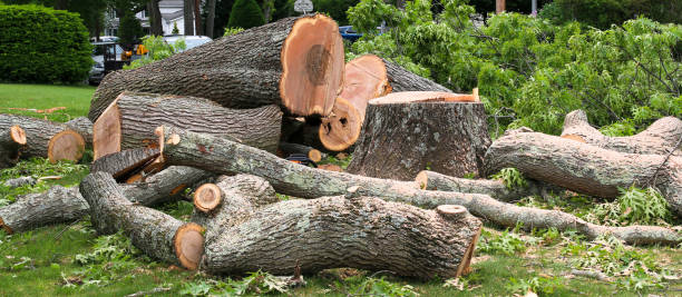 Fitchburg, WI Tree Services Company