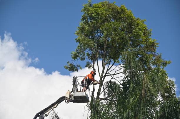 Best Utility Line Clearance  in Fitchburg, WI