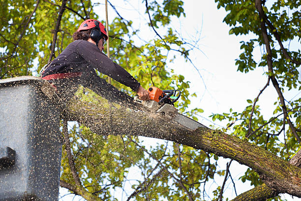 Best Weed Control  in Fitchburg, WI